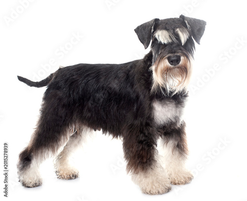 Obraz na płótnie adult miniature schnauzer