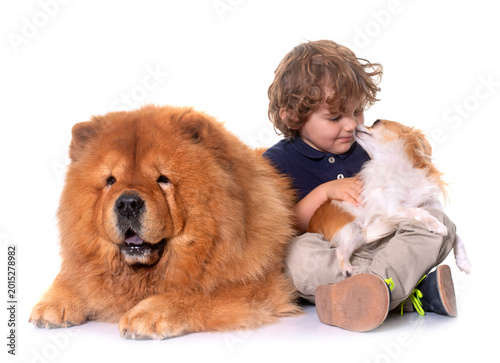 Tableau sur toile chow chow, chihuahua and little boy
