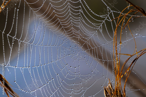 Billede på lærred Spider web covered with dew drops in soft morning light, detailed macro pattern