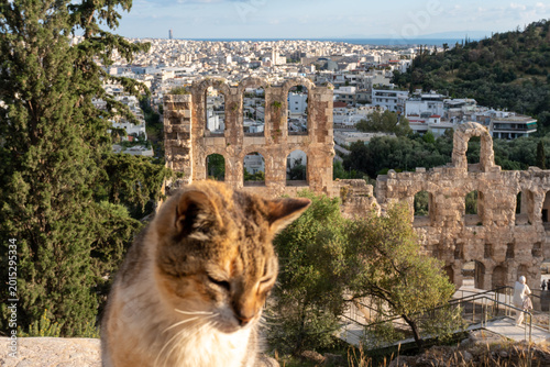 GATTO ALL'ACROPOLI DI ATENE, GRECIA