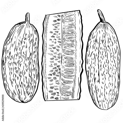 Bild auf Leinwand Black and white line art vector set of two whole cucumbers with bumpy skin and a cross section slice with seeds