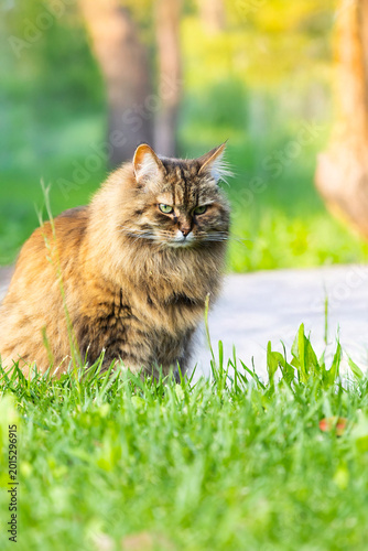 Siberian breed of cat in relax outdoor