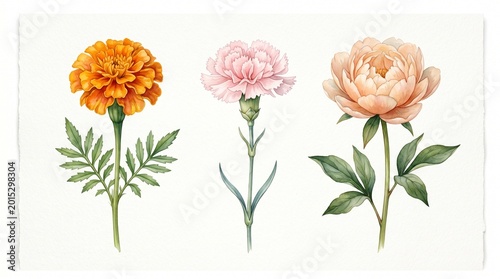 Vibrant watercolor flowers marigold carnation and peony