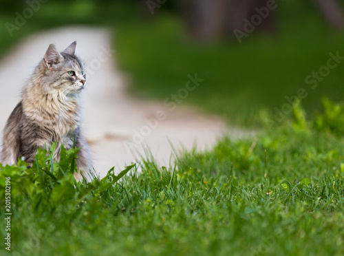Siberian breed of cat in relax in a park