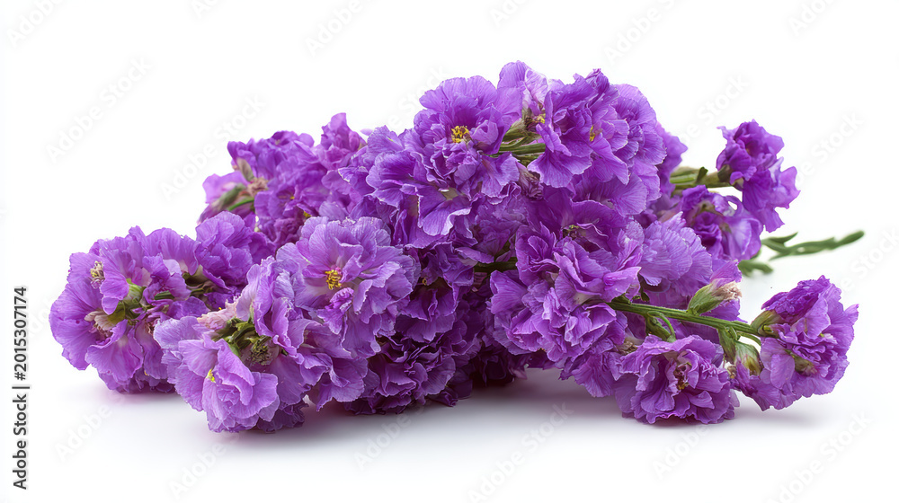 Fototapeta premium transparent scented purple stock flowers with ruffled petals