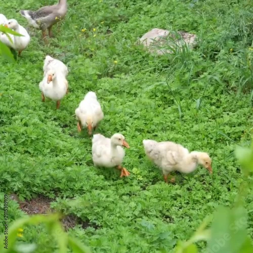 chickens on the grass