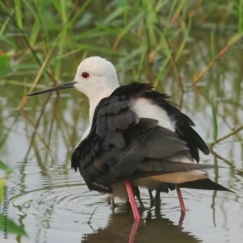 black headed gull