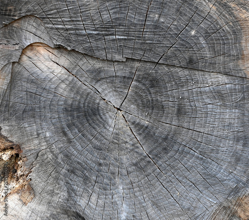 фотографія End cut of a large tree trunk with uneven cuts, visible tree rings, radiating cr