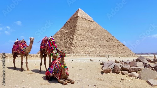 Camels with colorful saddles resting in the sand in front of the great pyramid of giza in egypt. Scenic travel destination on a sunny day