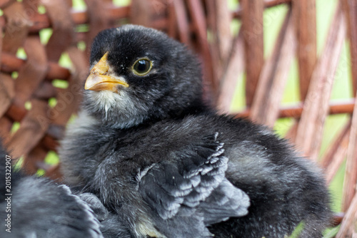 newborn chicks, black and white