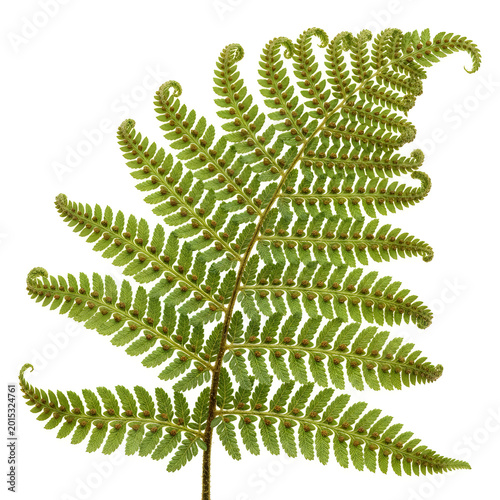 Lush green fern fronds close-up
