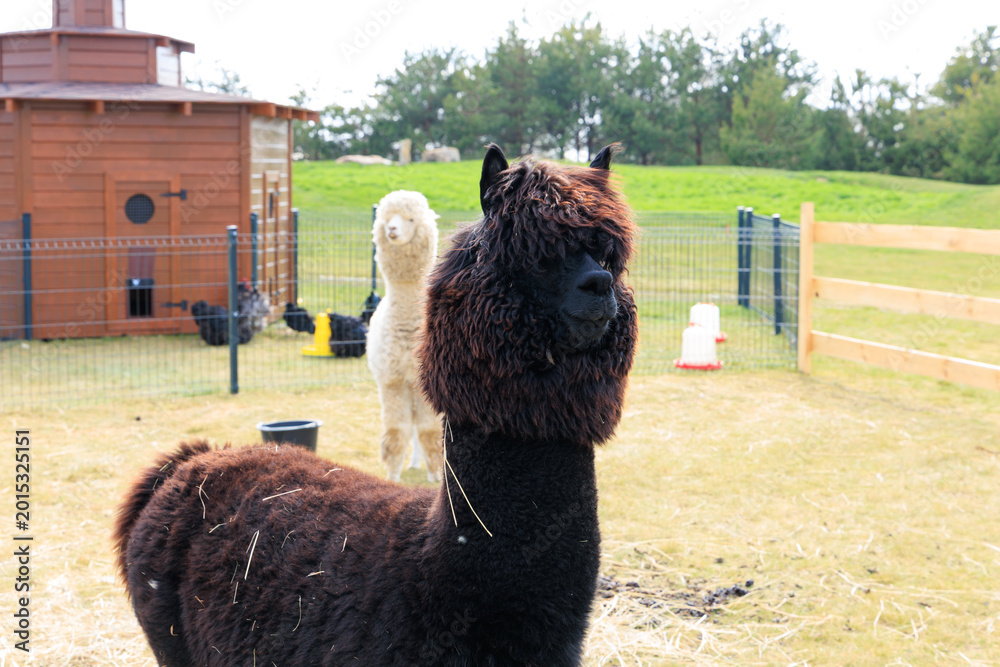 Fototapeta premium Black and white alpacas enjoy a sunny day in a farmyard surrounded by green grass and wooden structures