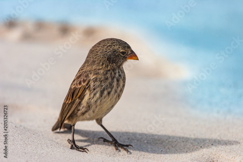 Birdwatching tourism, Galapagos finch stands on sandy beach in Ecuador, endemic island bird near the Pacific coast
