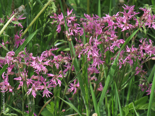 Ragged-robin flower. Silene flos-cuculi