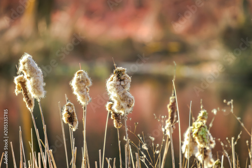 Photos Die kleinen Rohrkolben standen heute im Abendlicht wie zerzauste Waldgeister am Wasserrand