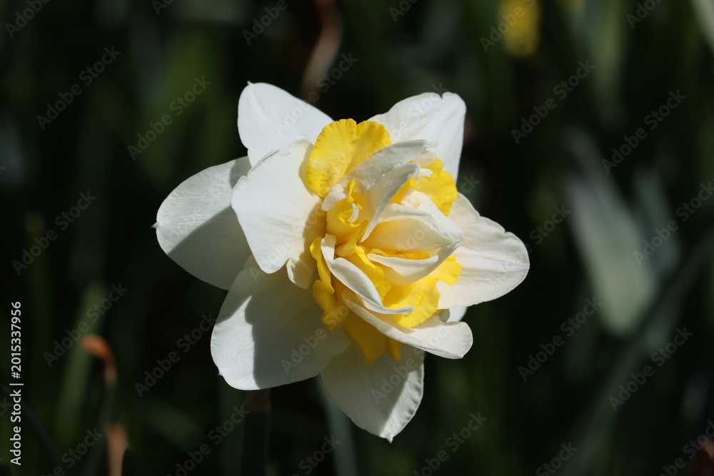 Fototapeta premium Sweden. Narcissus is a genus of predominantly spring flowering perennial plants of the amaryllis family, Amaryllidaceae. 