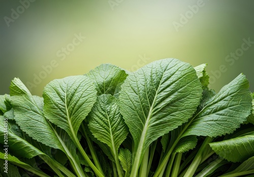A close-up shot of vibrant, freshly harvested raw mustard greens, showing the healthy, textured leaves ready for cooking in the kitchen, textured, botany, farm