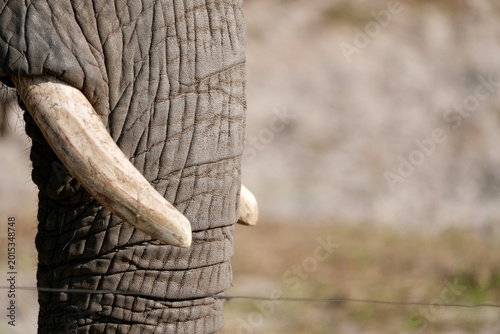 Obraz na plátně The Elephant leathery skin and tusk