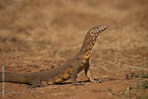 Water monitor (Varanus niloticus) Pilanesberg Nature Reserve, South Africa
