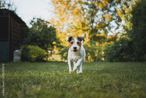 Foto Close-up portrait of an active Parson Russell Terrier dog outdoors with bokeh ba