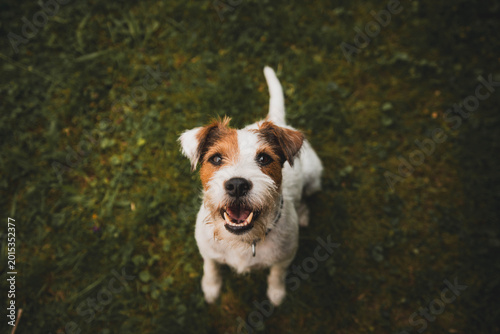 Billede på lærred Close-up portrait of an active Parson Russell Terrier dog outdoors with bokeh ba