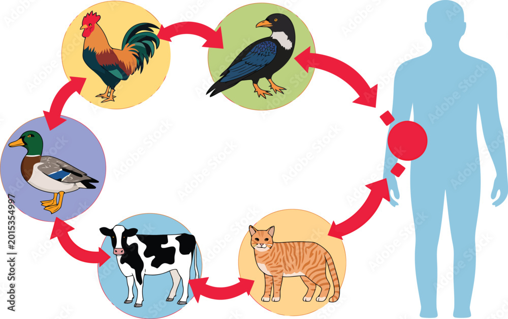 Fototapeta premium Animal to human disease transmission diagram