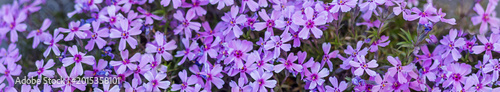 Fotografie Panoramic View of Blooming Purple Phlox Flowers
