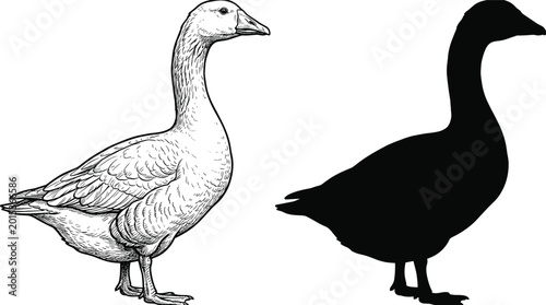 Bild auf Leinwand Goose Vector Illustration Set Featuring Detailed Hand Drawn Ink Sketch and Solid