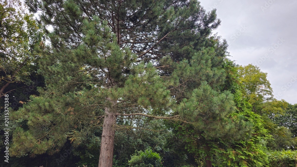 Fototapeta premium Large green pine tree with long needles and thick branches against a cloudy sky in a park, England, United Kingdom