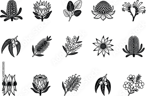Foto Australian native flora banksia waratah eucalyptus bottlebrush wattle grevillea