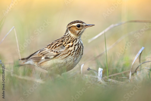 Fotografie Lerka, skowronek borowy (Lullula arborea)