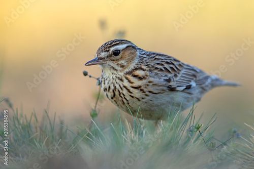 Schilderij op canvas Lerka, skowronek borowy (Lullula arborea)