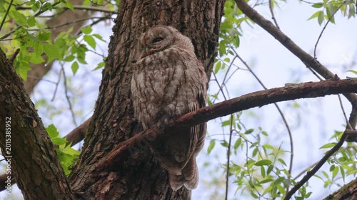 Adult Tawny owl sitting on a branch on summer close up