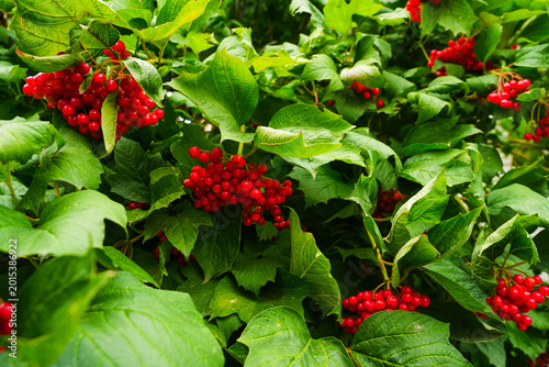 Cuadro en lienzo Red viburnum berries on a green branch.