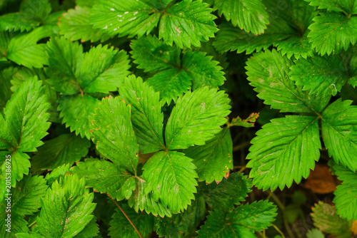 Dense green strawberry leaves in a garden.