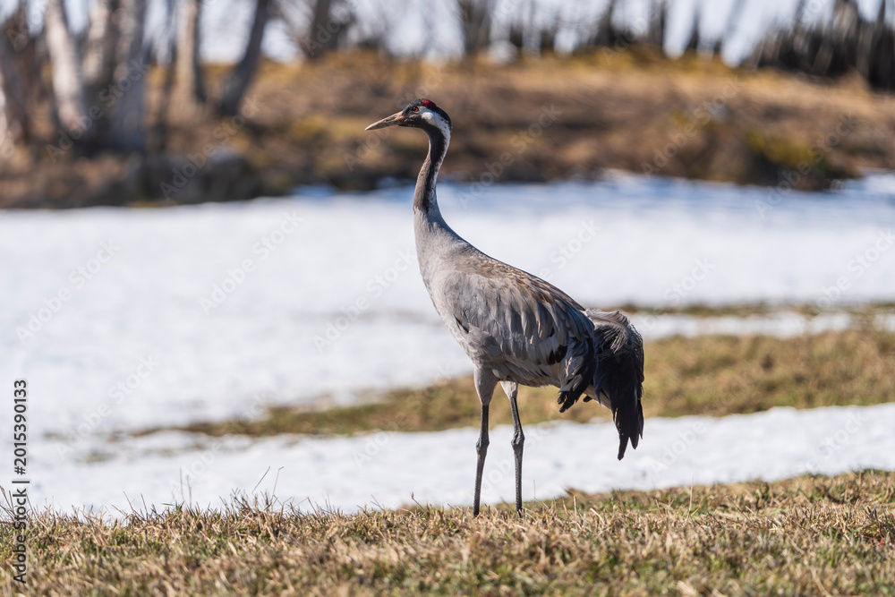 Fototapeta premium Common crane in the wild