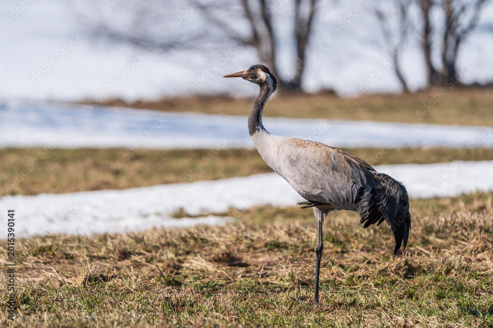 Naklejka premium Common crane