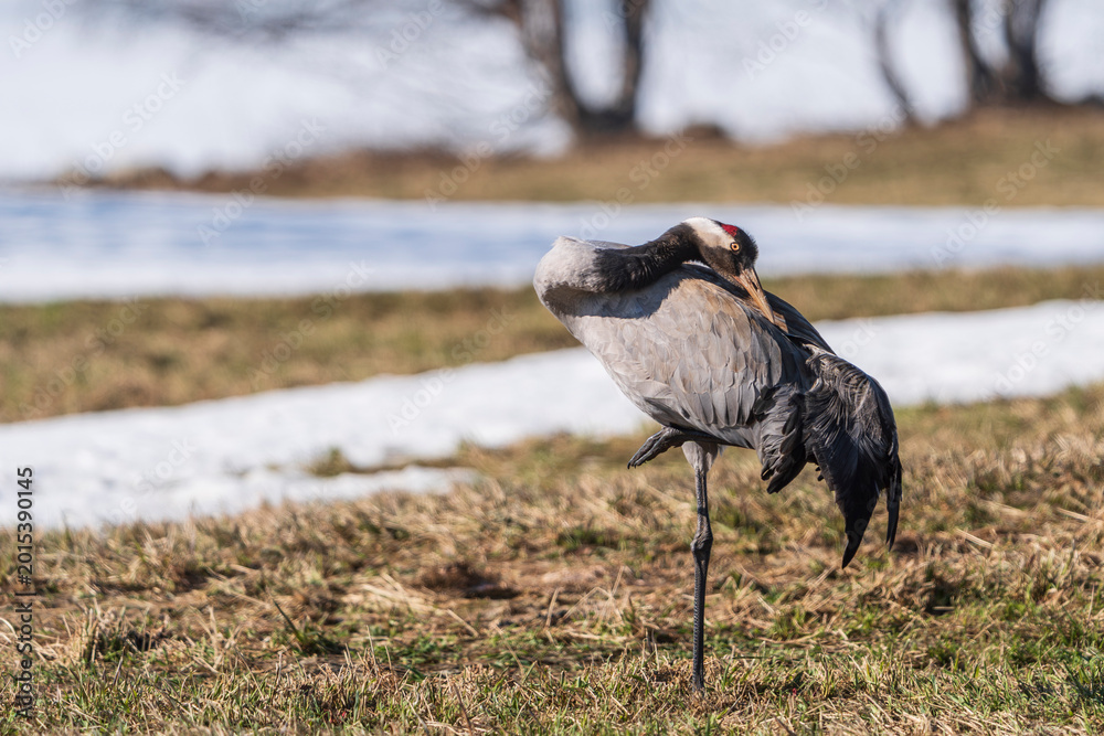 Obraz premium Common crane (Grus grus)