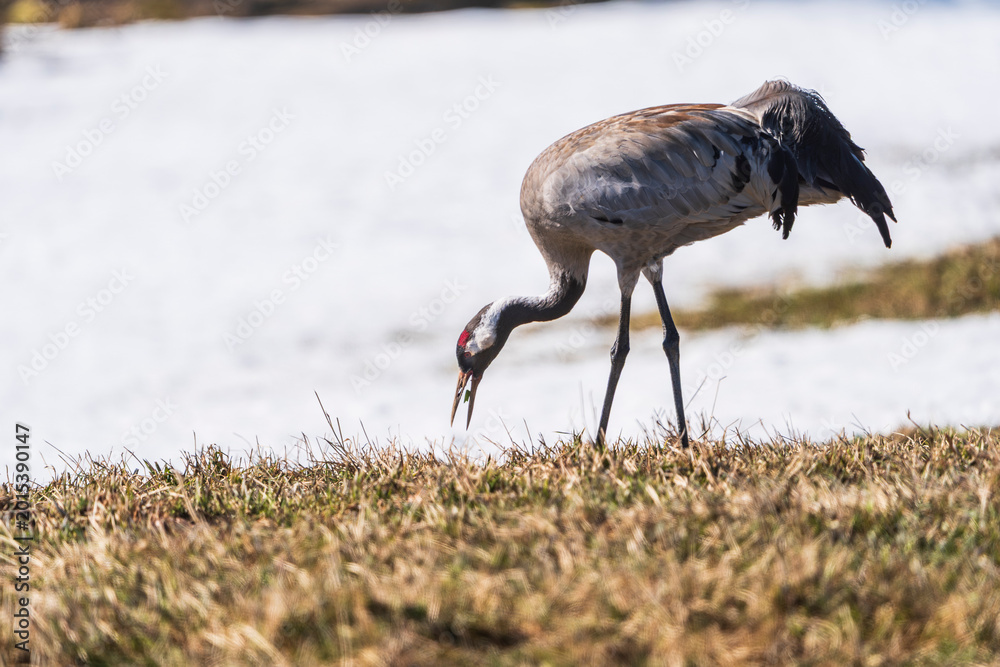 Obraz premium Common crane (Grus grus)