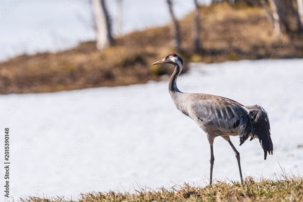 Fototapeta premium Common crane (Grus grus)