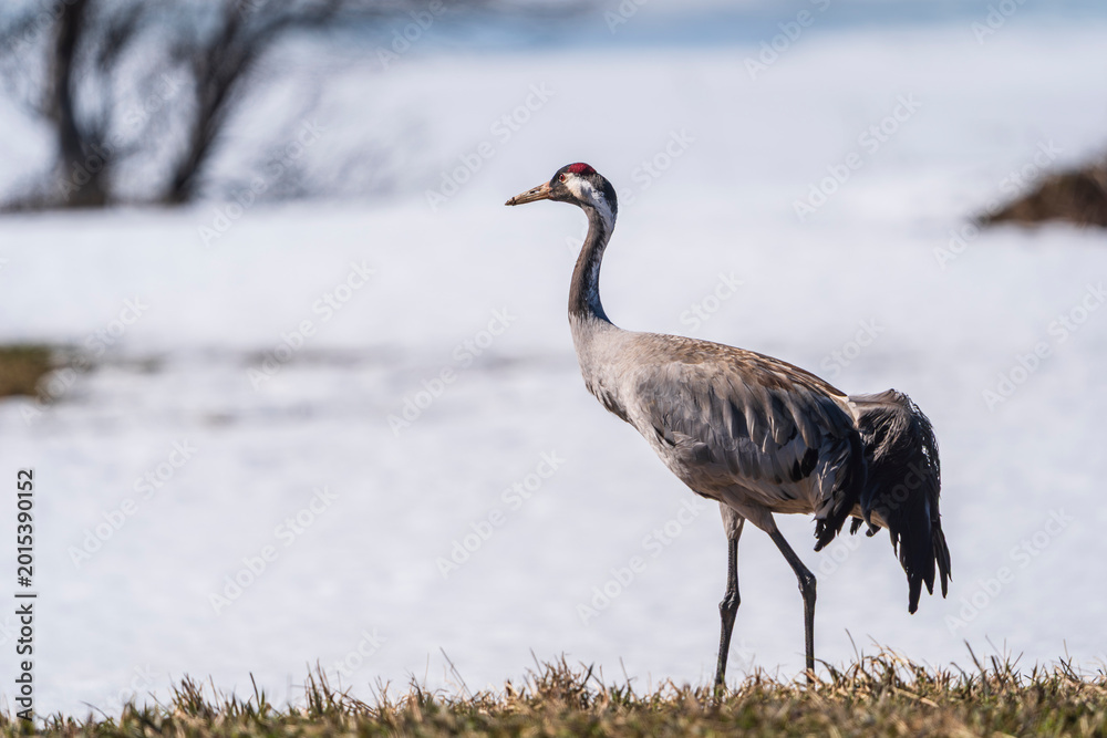 Obraz premium Common crane in the wild