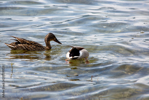 Papere Lido Ascona