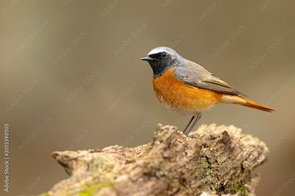 Fototapeta premium Pleszka (Phoenicurus phoenicurus)