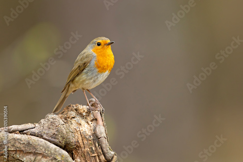 Rudzik (Erithacus rubecula)