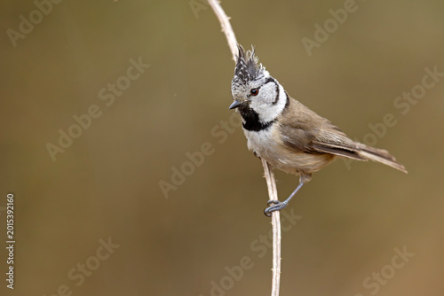 Czubatka (Lophophanes cristatus)