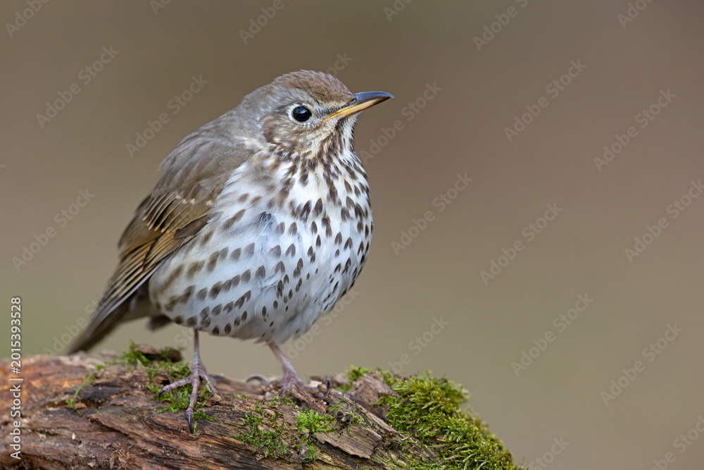 Fototapeta premium Śpiewak (Turdus philomelos)