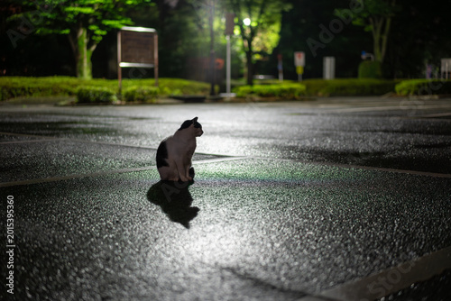 雨上がりの夜道、佇む猫