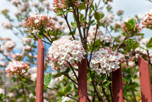 Foto White and pale pink viburnum flower clusters bloom behind a red wooden fence in spring sunlight