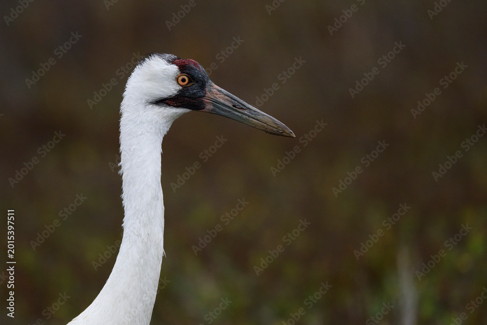 Naklejka premium Whooping Crane Portrait