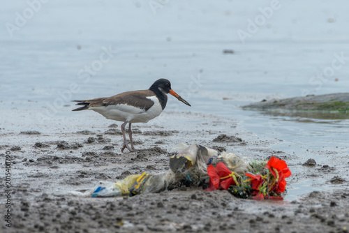 Canvastavla Eurasian Oystercatcher near plastic waste on mudflat at Erangal Beach, India